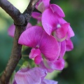 Perennial Sweet Pea