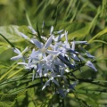 Blue Dogbane