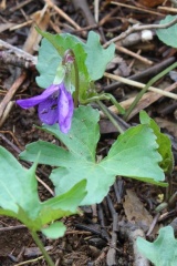 Three-lobe Violet
