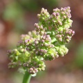 Early Meadow-rue