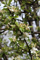 Apple Blossom
