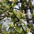 Apple Blossom