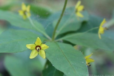 Whorled Loosestrife