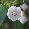 Mountain Laurel