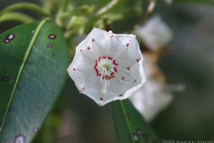 Mountain Laurel