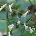Trailing White Monkshood