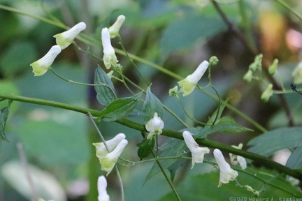 Trailing White Monkshood