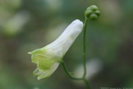 Trailing White Monkshood