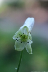 Trailing White Monkshood