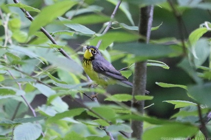 Canada Warbler