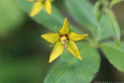 Whorled Loosestrife