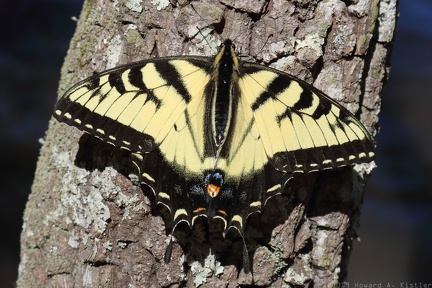 Eastern Tiger Swallowtail