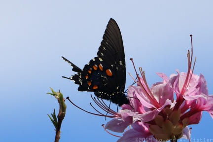 Pipevine Swallowtail