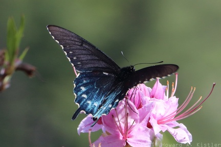Pipevine Swallowtail