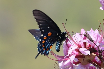 Pipevine Swallowtail