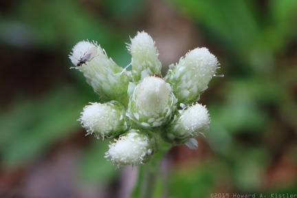 Plantain-leaved Pussytoes