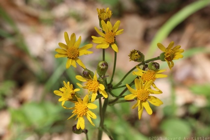 Golden Ragwort
