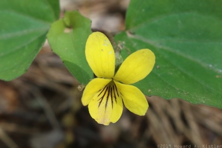 Downy Yellow Violet
