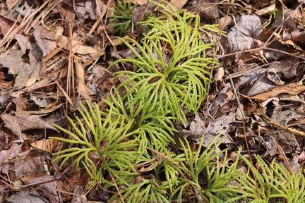 Fan Clubmoss