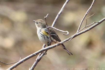 Yellow-rumped Warbler