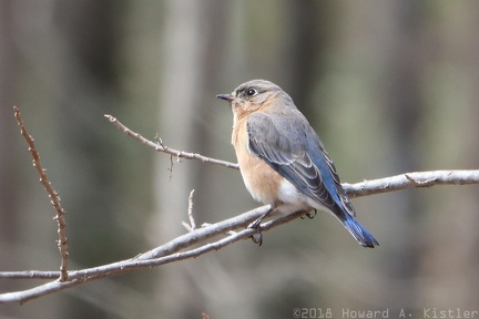 Eastern Bluebird