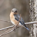 Eastern Bluebird