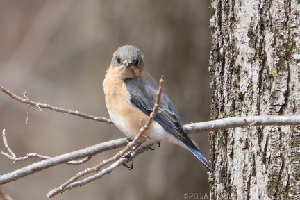 Eastern Bluebird