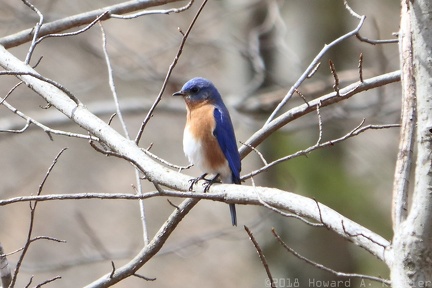Eastern Bluebird