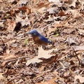 Eastern Bluebird