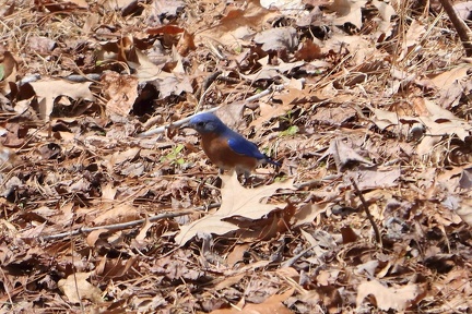 Eastern Bluebird
