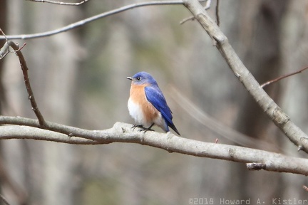 Eastern Bluebird