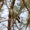 Ruby-crowned Kinglet
