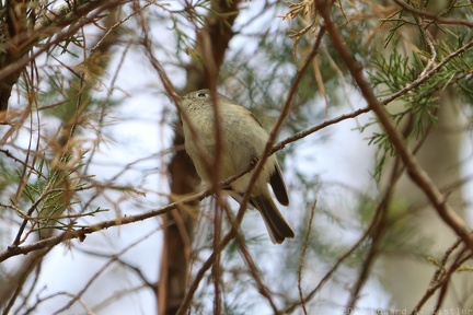 Ruby-crowned Kinglet