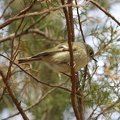 Ruby-crowned Kinglet