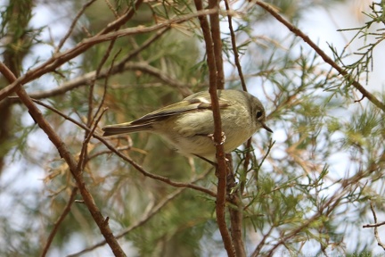 Ruby-crowned Kinglet