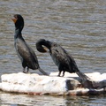 Double-crested Cormorant