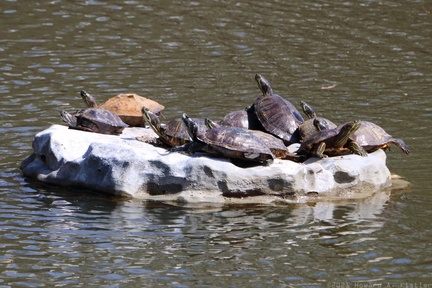 Turtle Pileup II