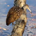 Limpkin
