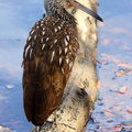 Limpkin