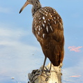 Limpkin