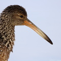 Limpkin
