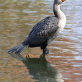 Double-crested Cormorant