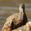 Limpkin