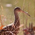 Limpkin
