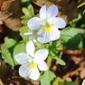Wild Pansy