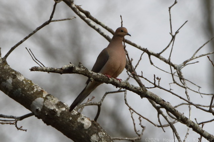 Mourning Dove