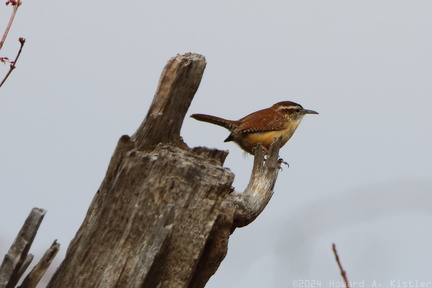 Carolina Wren