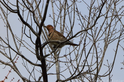 Yellow-shafted Northern Flicker