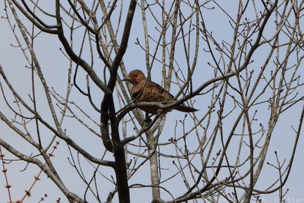 Yellow-shafted Northern Flicker