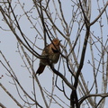 Yellow-shafted Northern Flicker